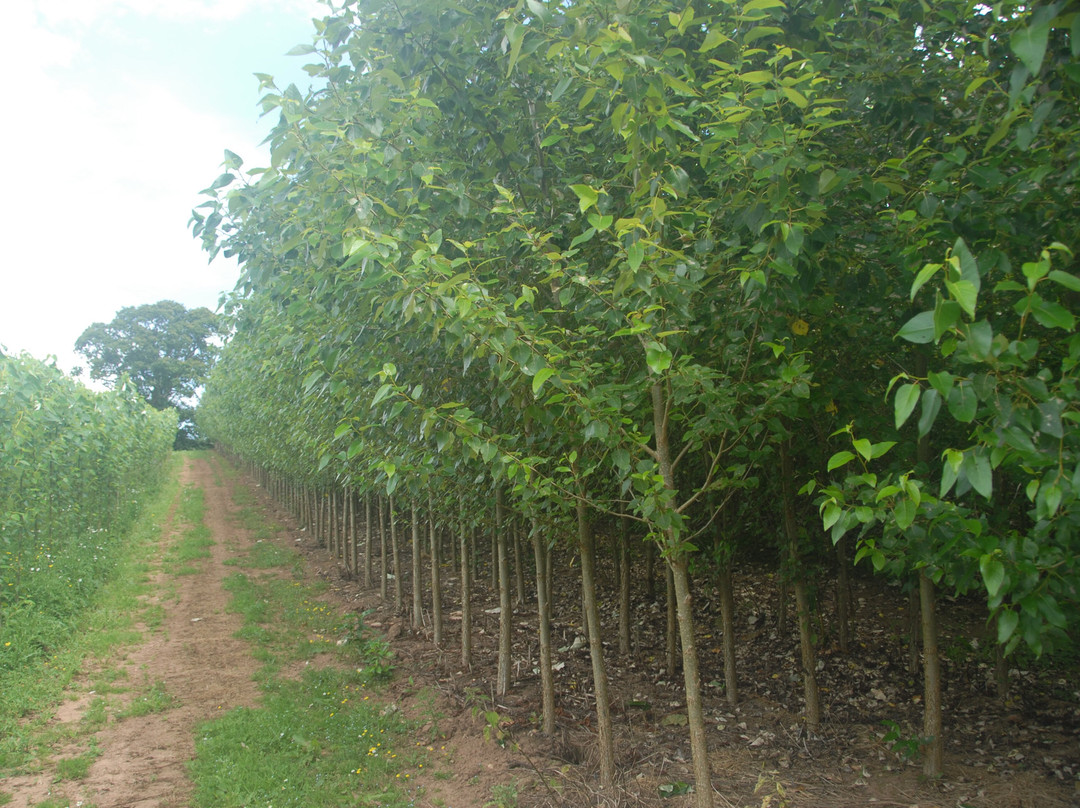 Bowhayes Trees-Ottery St. Mary必去景点