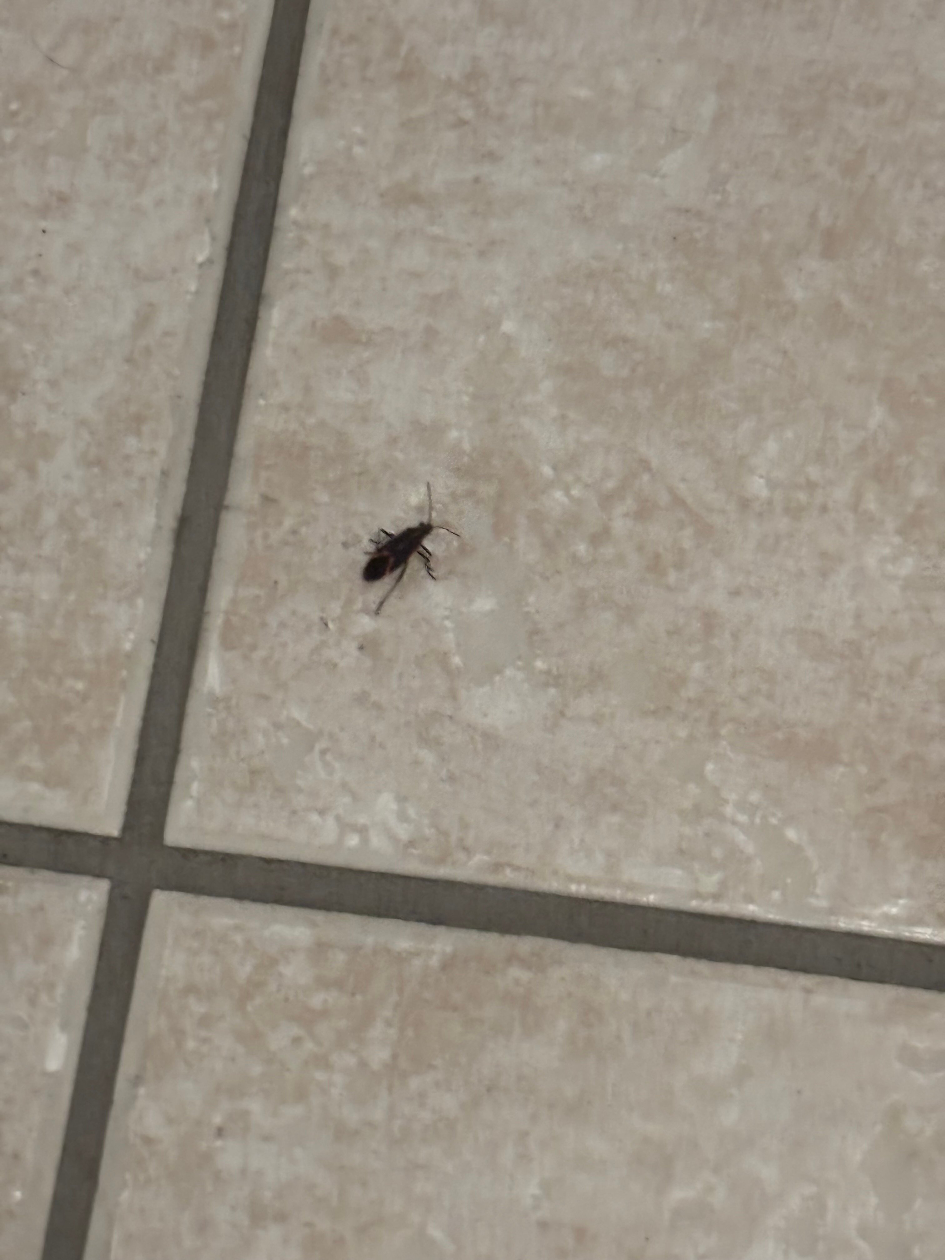 Best Western Plus High Country Inn-浴室