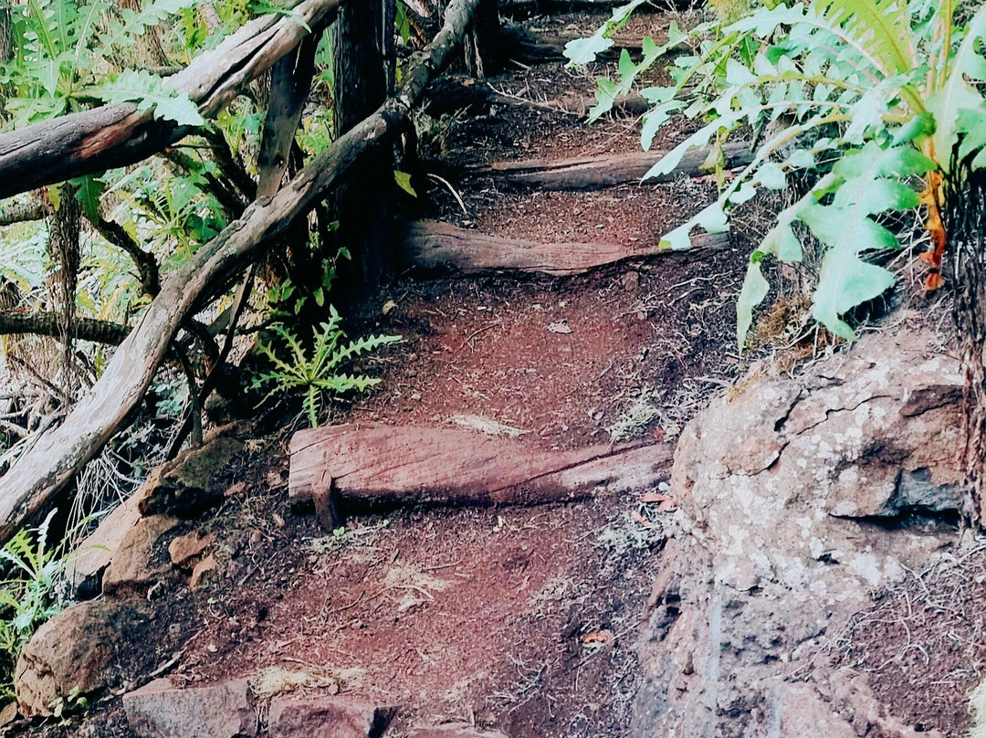 Melanie Ebock GOMERAGUIDE-La Gomera必去景点