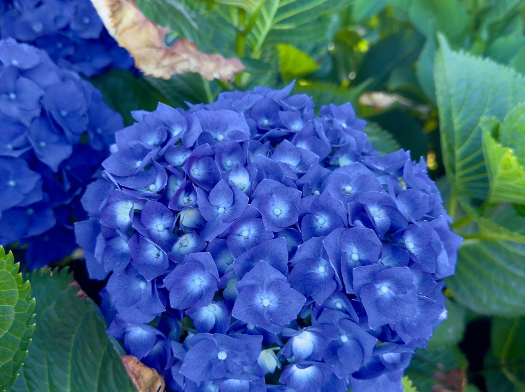 Hotel Pucon Green Park主图