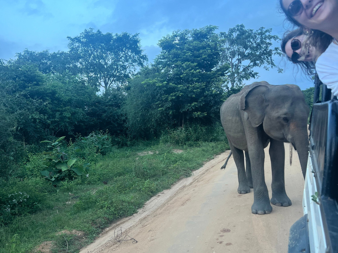 Wild Vibes Safari Tours Udawalawe-乌达瓦拉瓦必去景点
