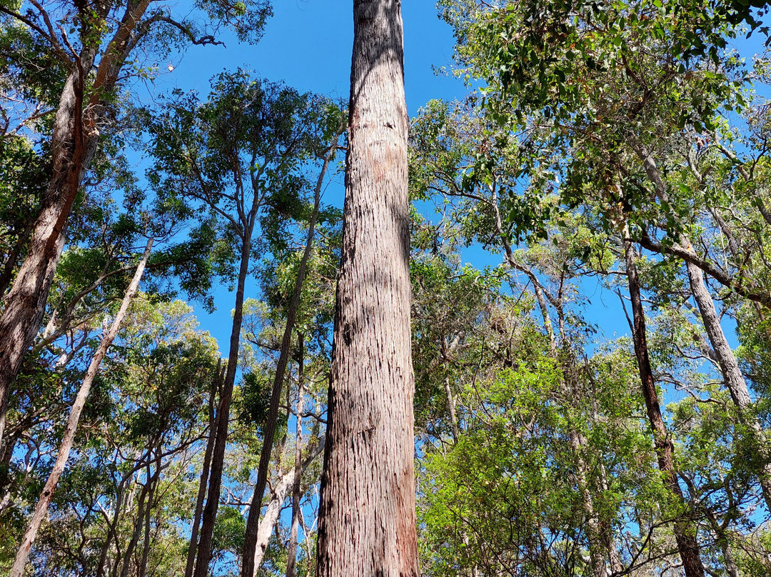 Bridgetown Jarrah Park-布里奇敦必去景点