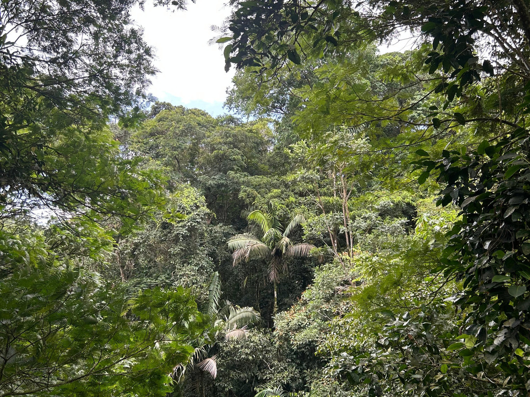 Tirimbina Biological Reserve景点图片