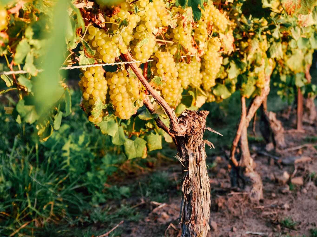 Bella Terra Vineyards景点图片