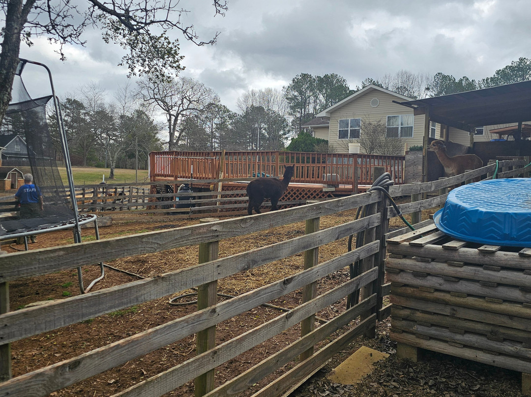 Buddy's Alpaca Farm-Douglasville必去景点