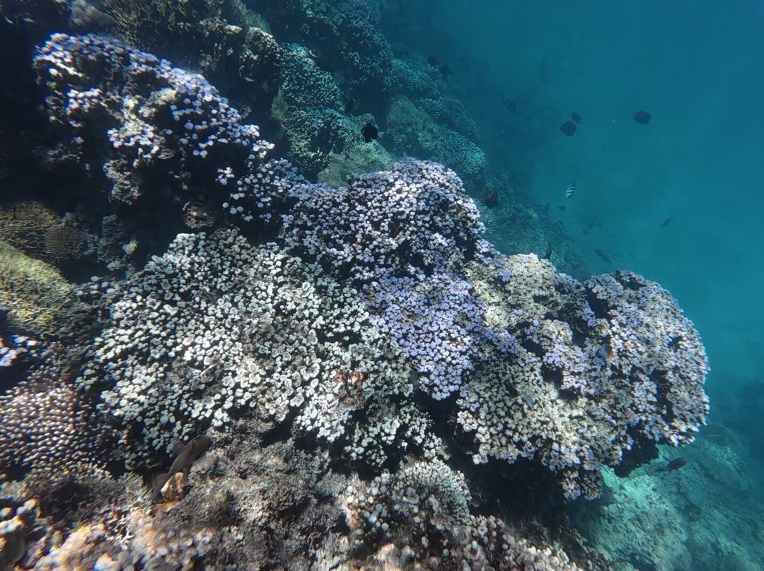 Lord Howe Environmental Tours-豪勋爵群岛必去景点
