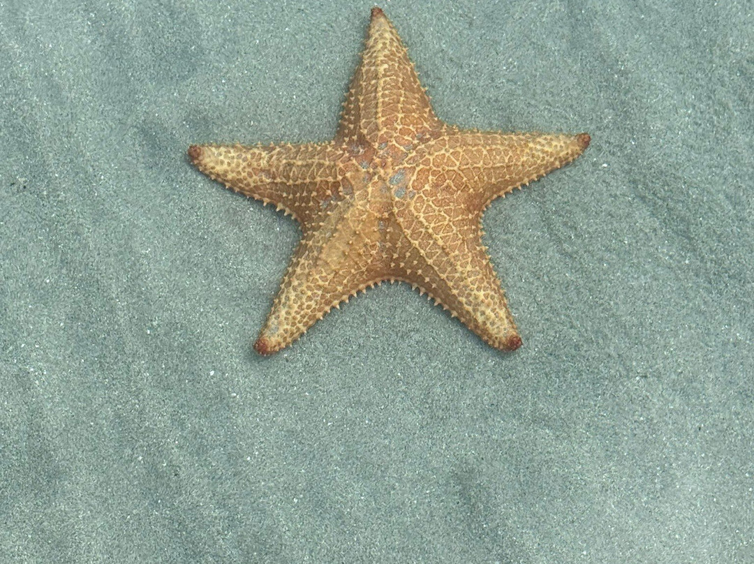 Starfish Beach景点图片