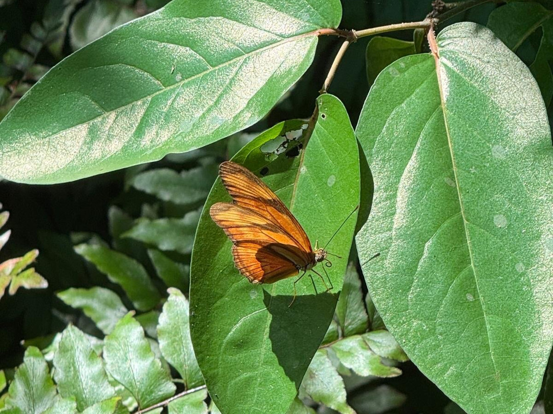 Royal Butterflies景点图片