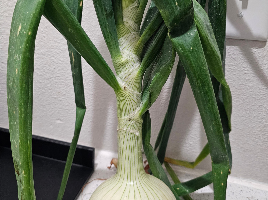 Florida Strawberry Festival-普兰特城必去景点