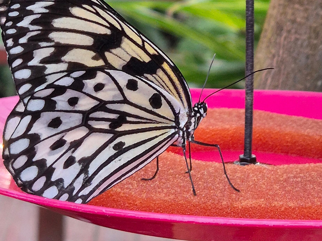 Mariposario del Drago景点图片