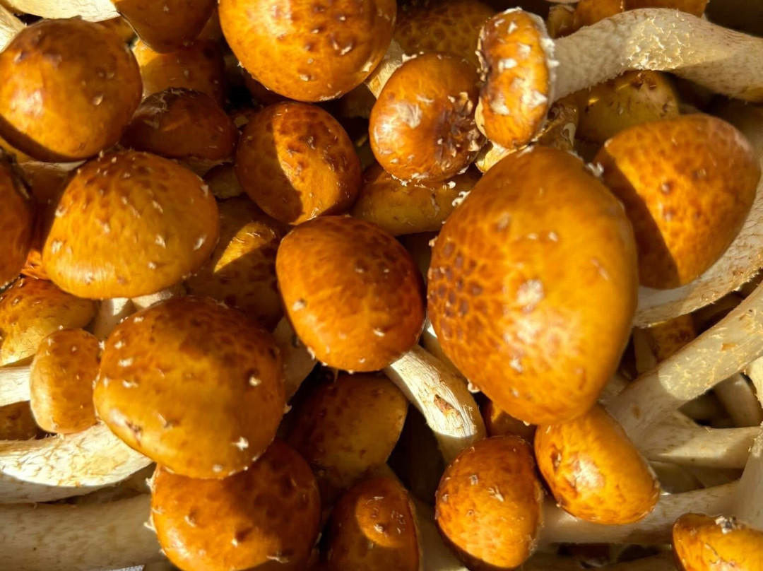 Twentynine Palms Certified Farmers Market-二十九棕榈村必去景点