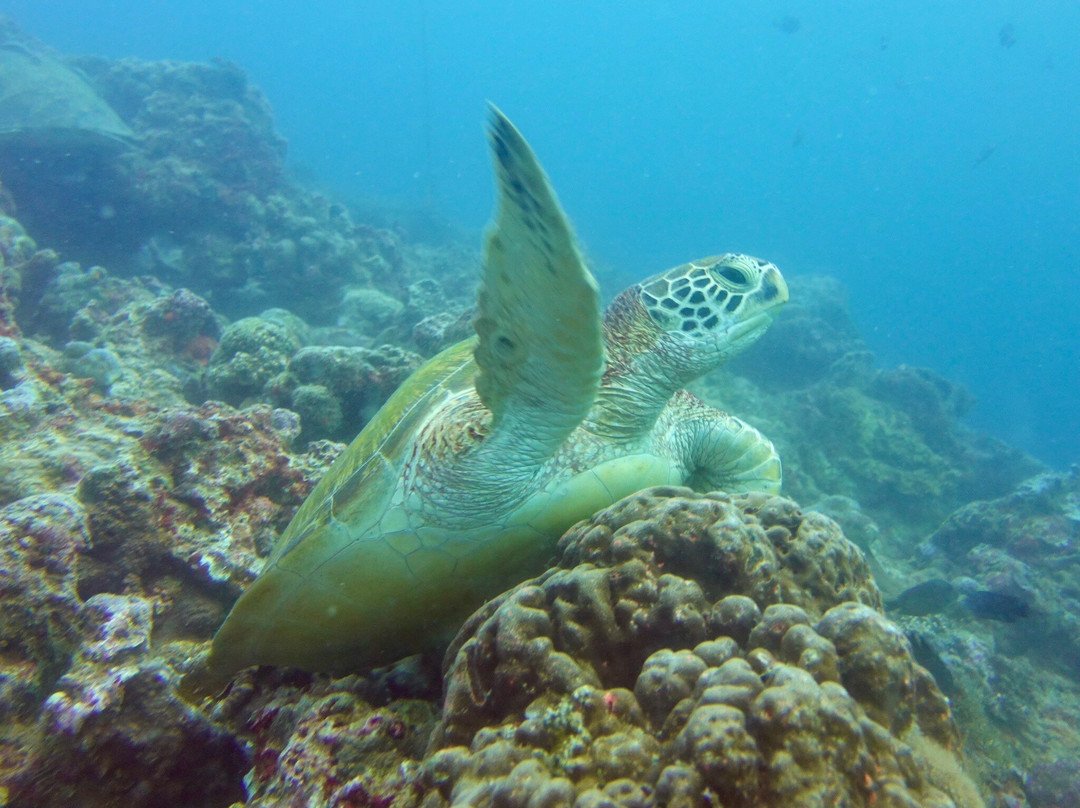 Bernds Tauchsafari-安达必去景点