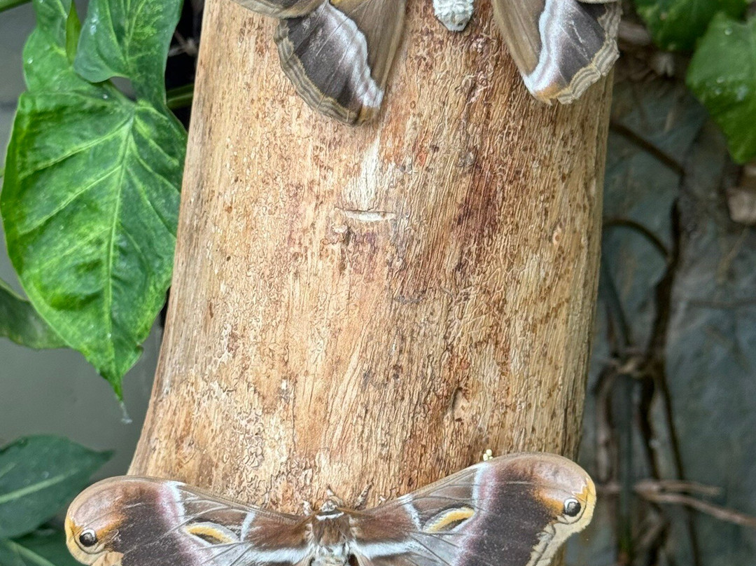 Mariposario del Drago景点图片