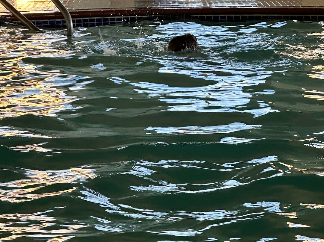 Comfort Suites University主图