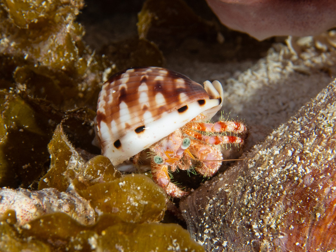 Bottom Time Divers-考祖梅必去景点