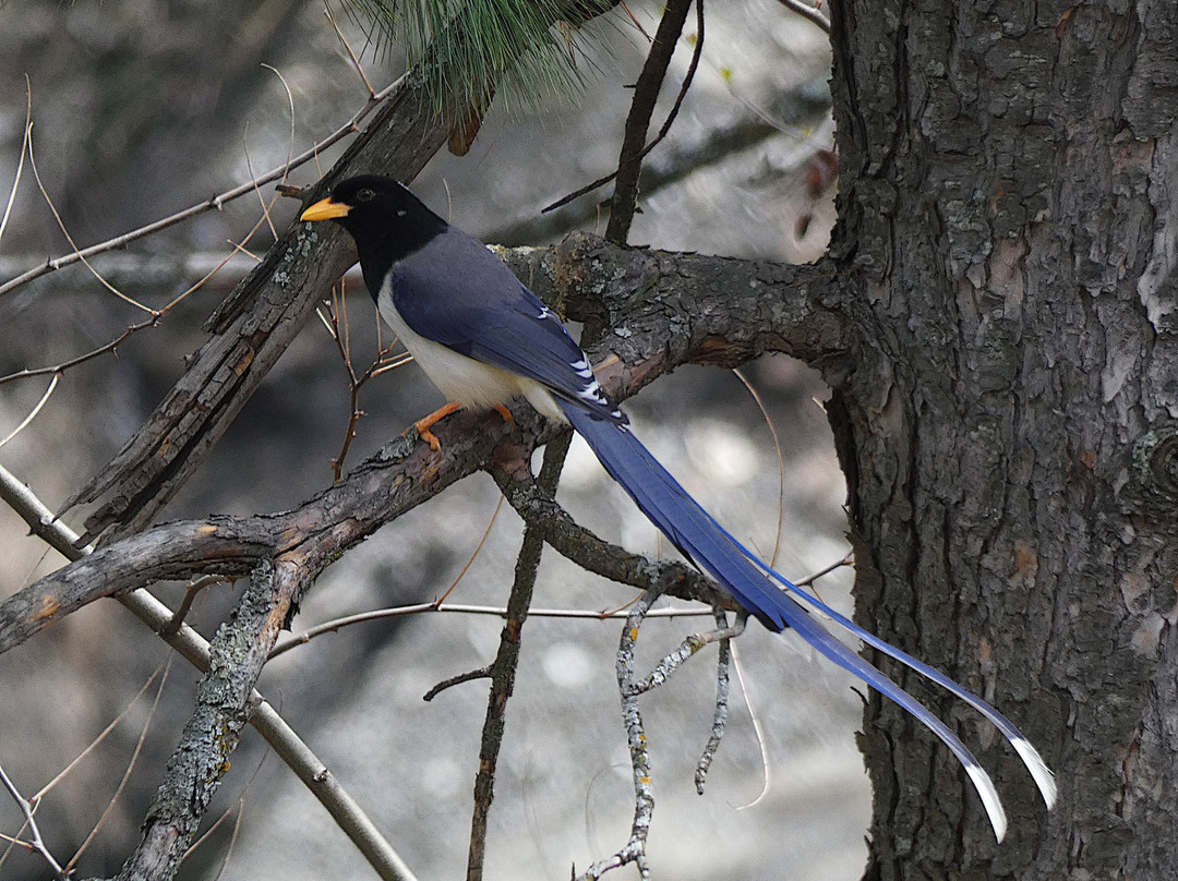 Negi Nest Kasol主图