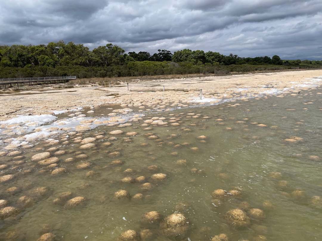 Thrombolites of Lake Clifton景点图片