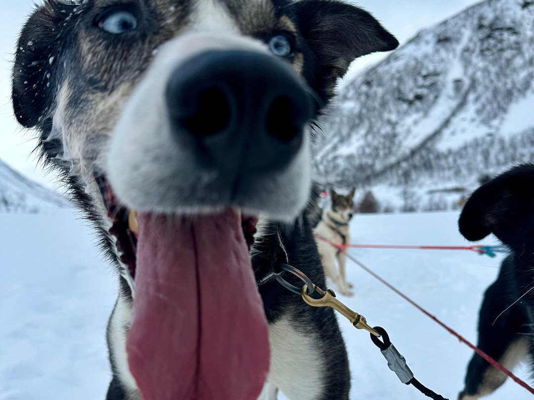 Kvaløya Husky景点图片