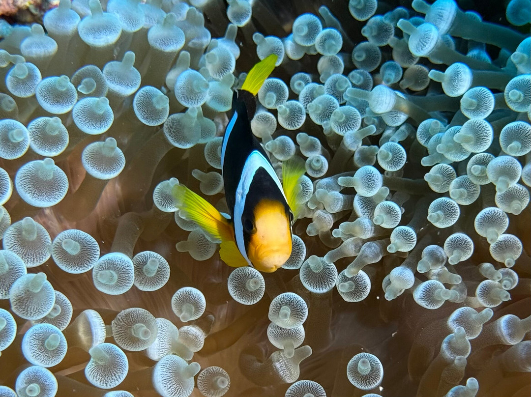 Euro-Divers Dhigali景点图片