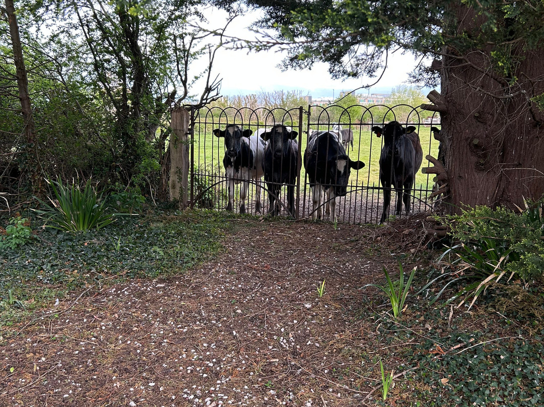 Faenol Fawr Country House主图
