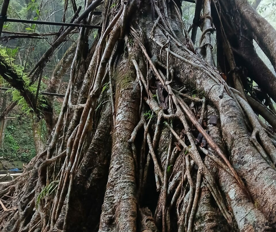 Riwai Living Root Bridge景点图片