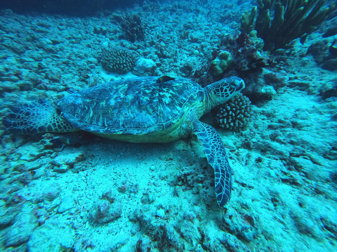 深层生态学-哈雷瓦必去景点