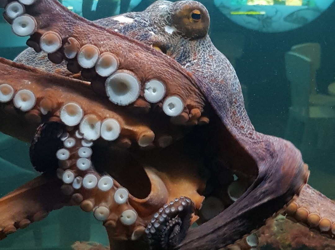 Acuario Municipal-圣波拉必去景点