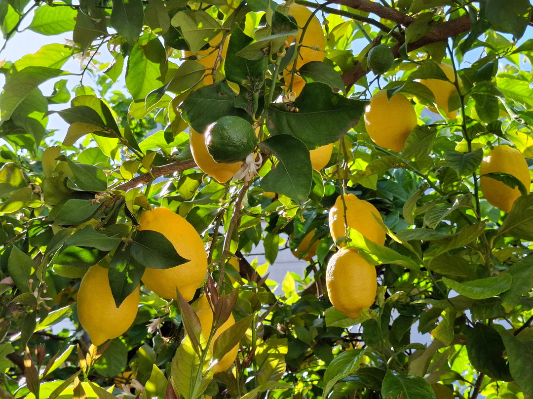 Modelando entre olivos-Arjonilla必去景点