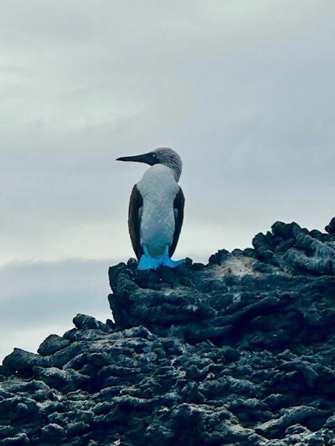 Yacht Anahi-阿约拉港必去景点