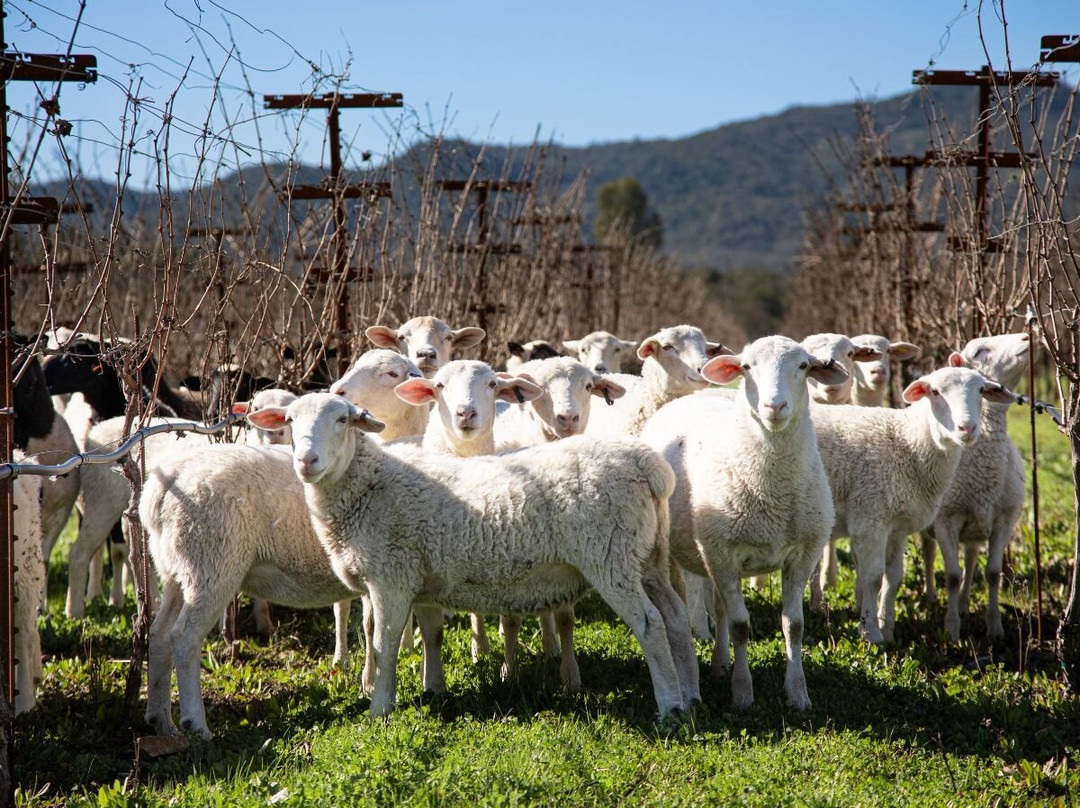 Baldacci Family Vineyards-纳帕必去景点