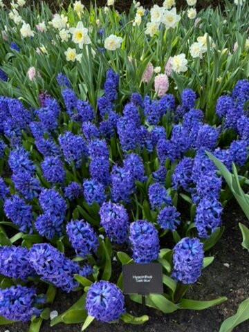 Keukenhof Gardens-利塞必去景点