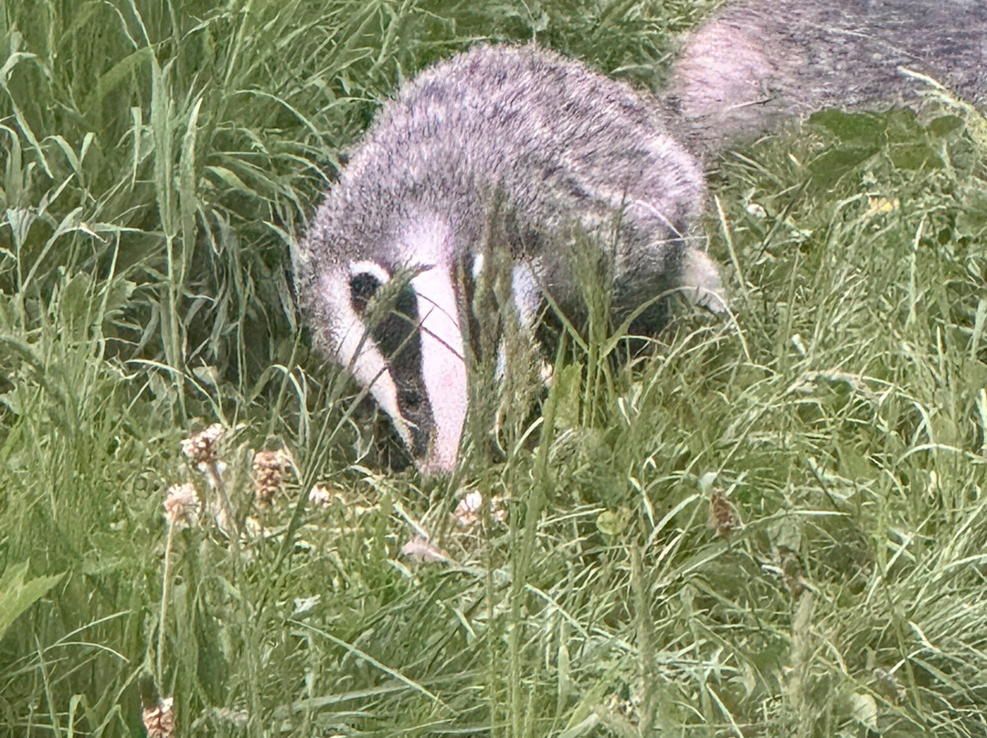 Badger Watch Dorset-Buckland Newton必去景点