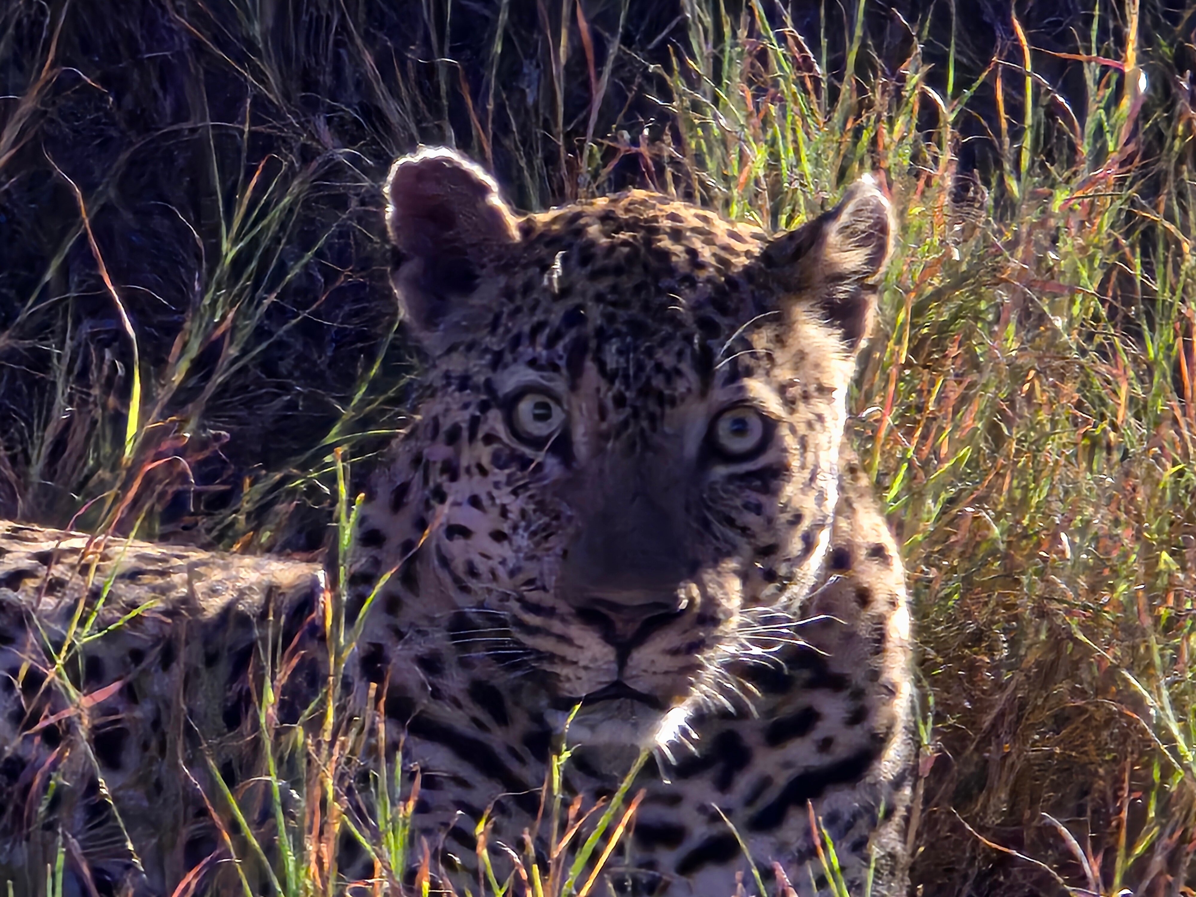 Leopard Hills Private Game Reserve Hotel-官方