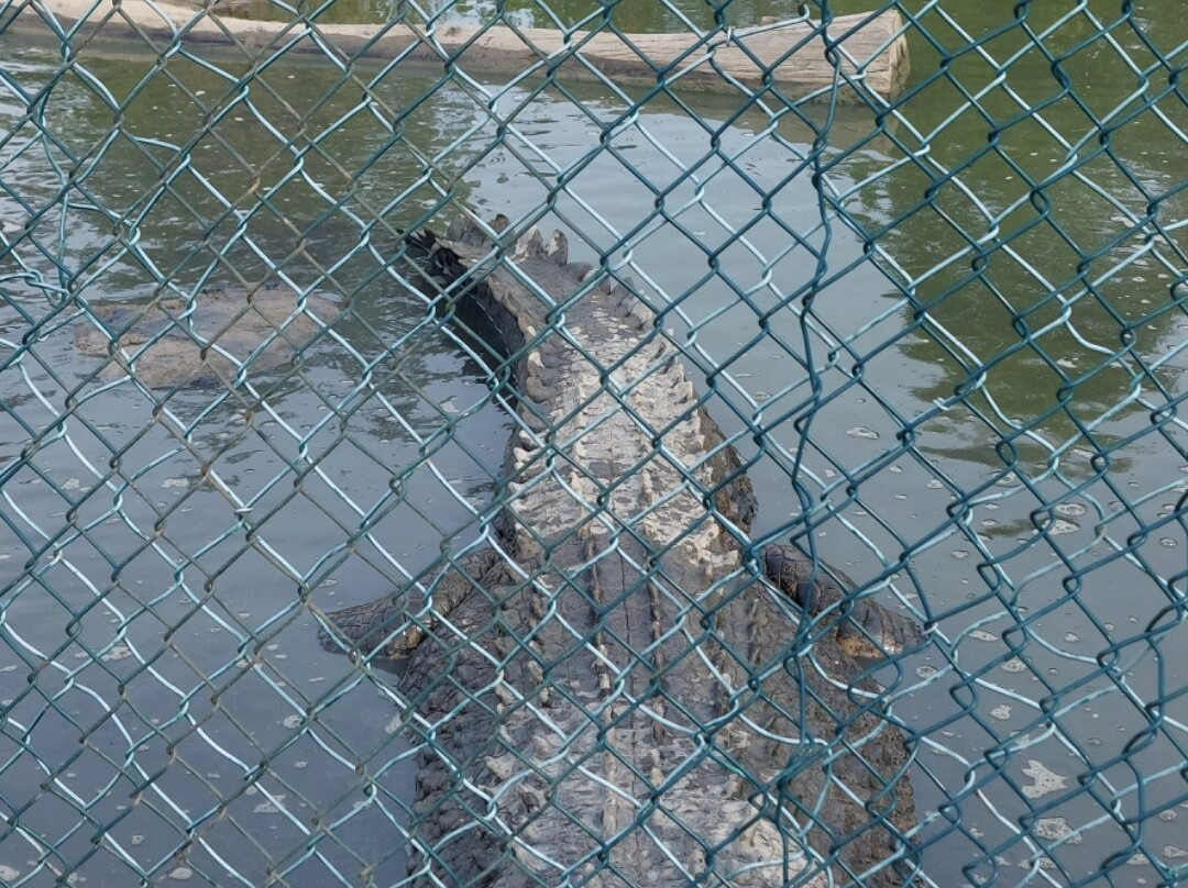 Koorana Crocodile Farm景点图片