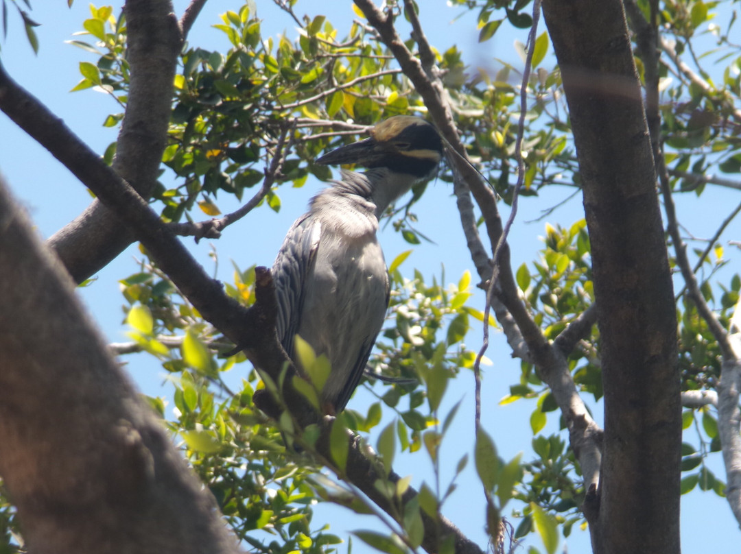 Isla Cuale-瓦拉塔港必去景点