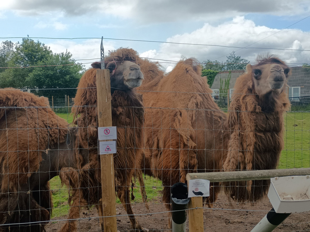 Greenacres Animal Park景点图片
