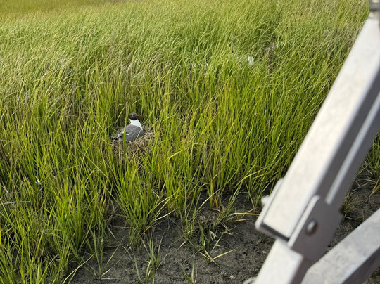 Captain Barry's BackBay Cruises-钦科蒂格岛必去景点