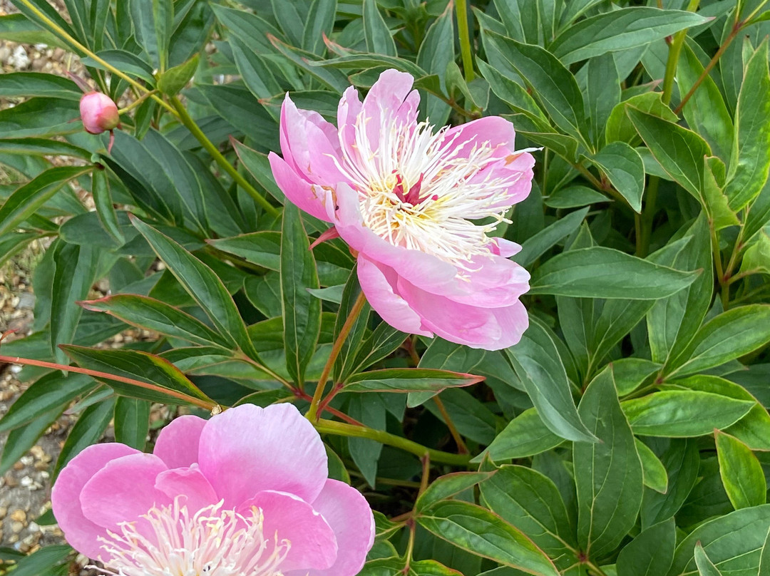 Houghton Lodge Gardens景点图片