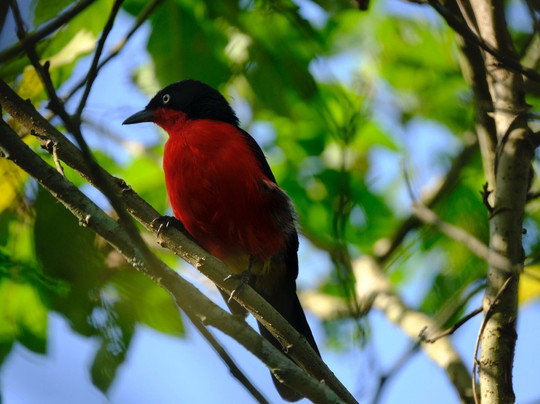 Birding and Educational Tours Rwanda-吉佳利必去景点