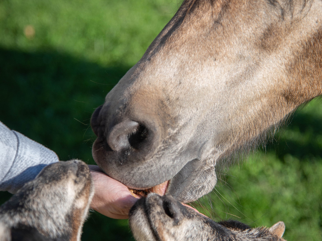 Cherry Lane Acres-圣玛丽必去景点