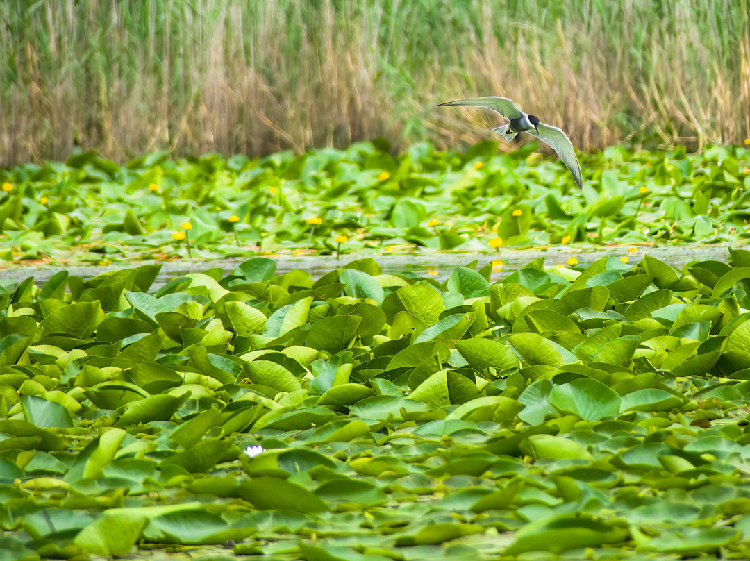 Skadar Lake Boat Tours "Sidro"-Rijeka Crnojevica必去景点