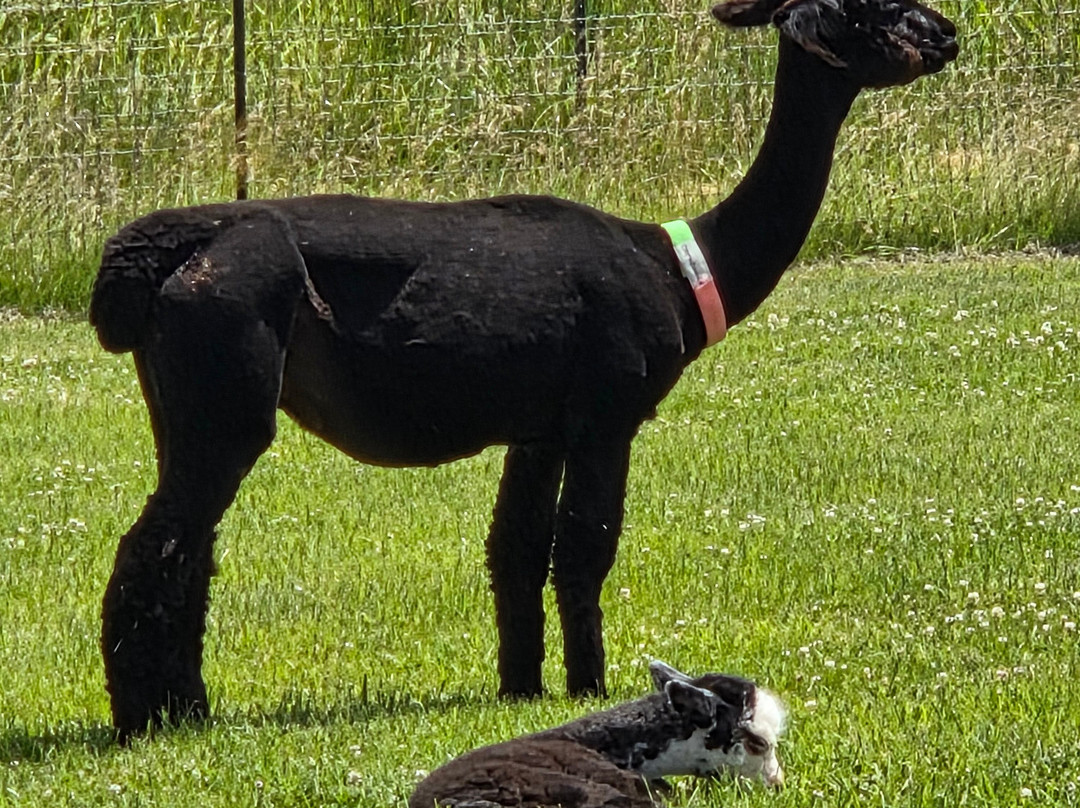 Crescent Moon Ranch-Terrebonne必去景点