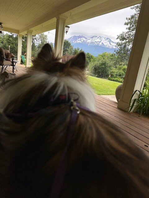 Mount Shasta Ranch Bed & Breakfast主图