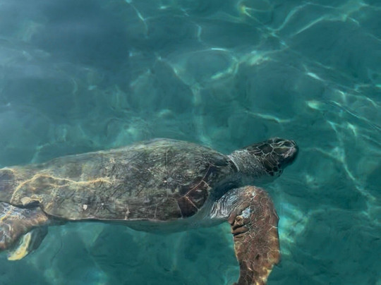 Seamoves Boats & Transfer-扎金索斯镇必去景点