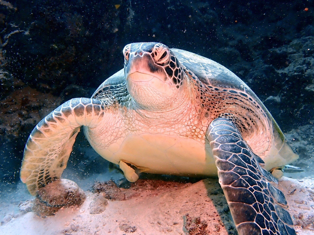 Aquaventure PADI 5 Star Dive Center-Maradhoo Island必去景点
