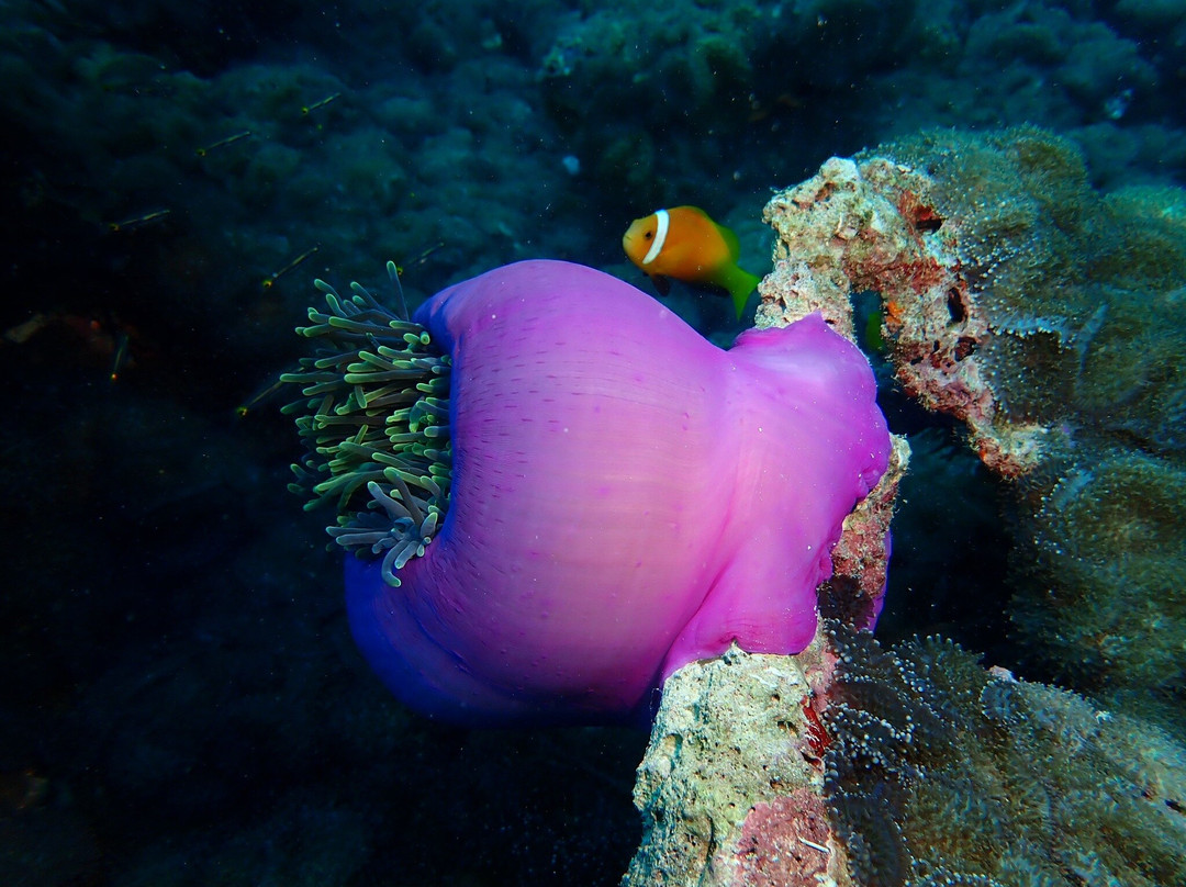 Aquaventure PADI 5 Star Dive Center-Maradhoo Island必去景点