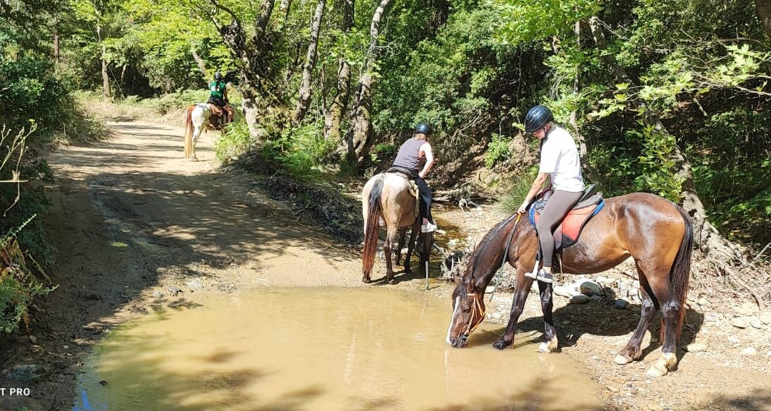 Skiathos Riding Centre-斯亚索斯必去景点
