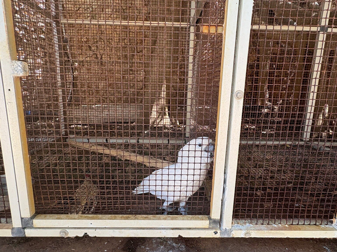 Birdpark Malta-Salina必去景点