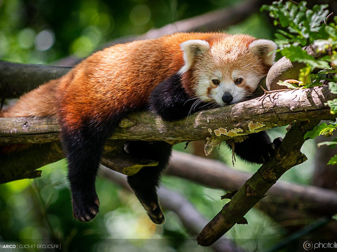 Parc Zoo du Reynou-Le Vigen必去景点