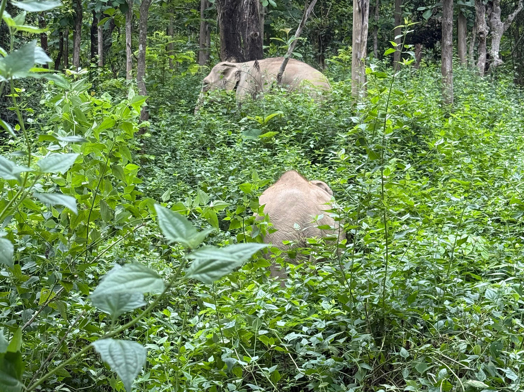 MandaLao Elephant Conservation-琅勃拉邦必去景点